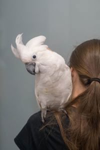 Какаду белый - белохохлый какаду Альба, какадушка