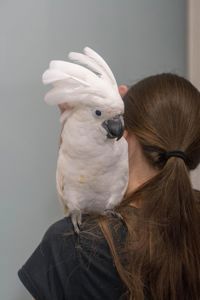 Какаду белый - белохохлый какаду Альба, какадушка