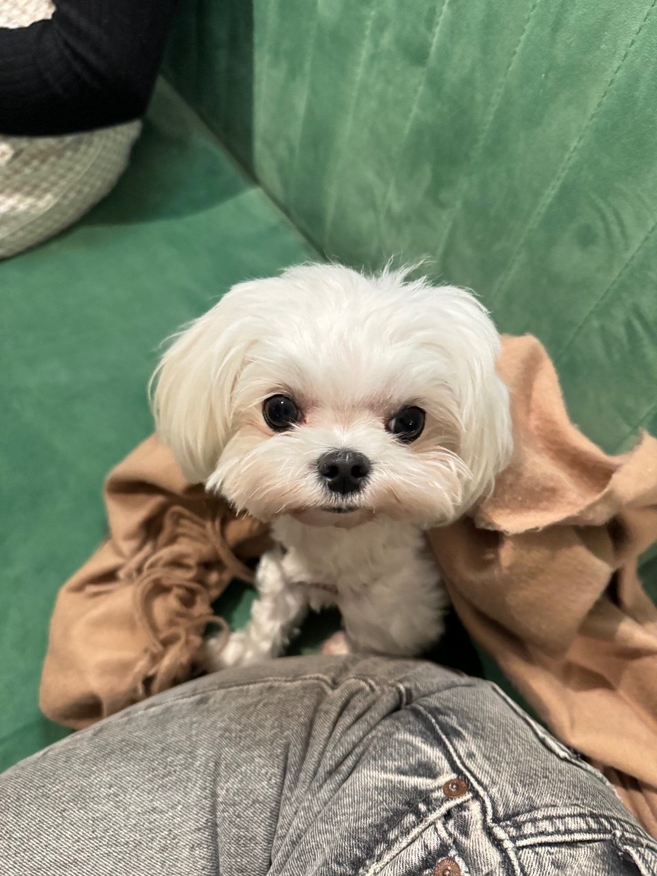 Мини мальчик Мальтийской болонки