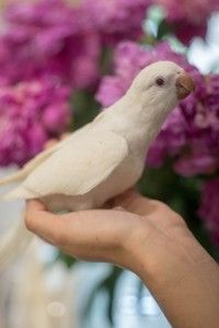 Белоснежный попугай Калита Монах, белый квакер, птенец