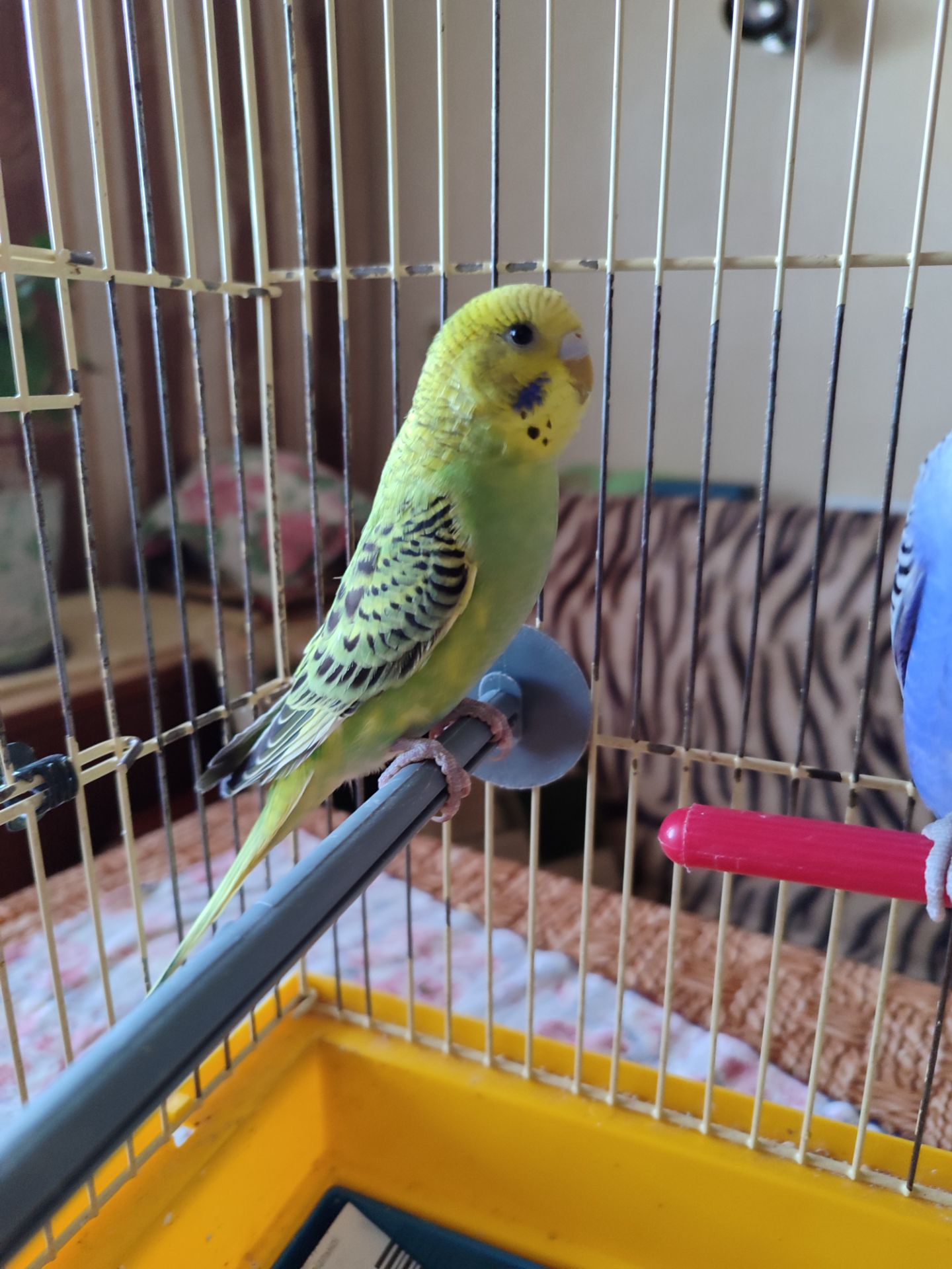 Молодая самочка волнистого попугая