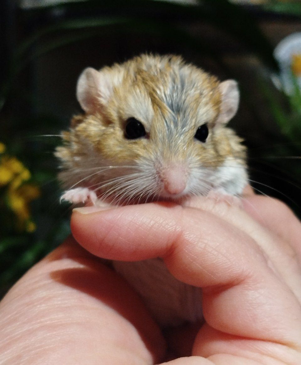 Жирнохвостая песчанка. Жирнохвостка