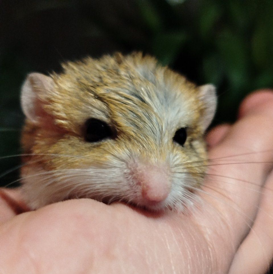 Жирнохвостая песчанка. Жирнохвостка