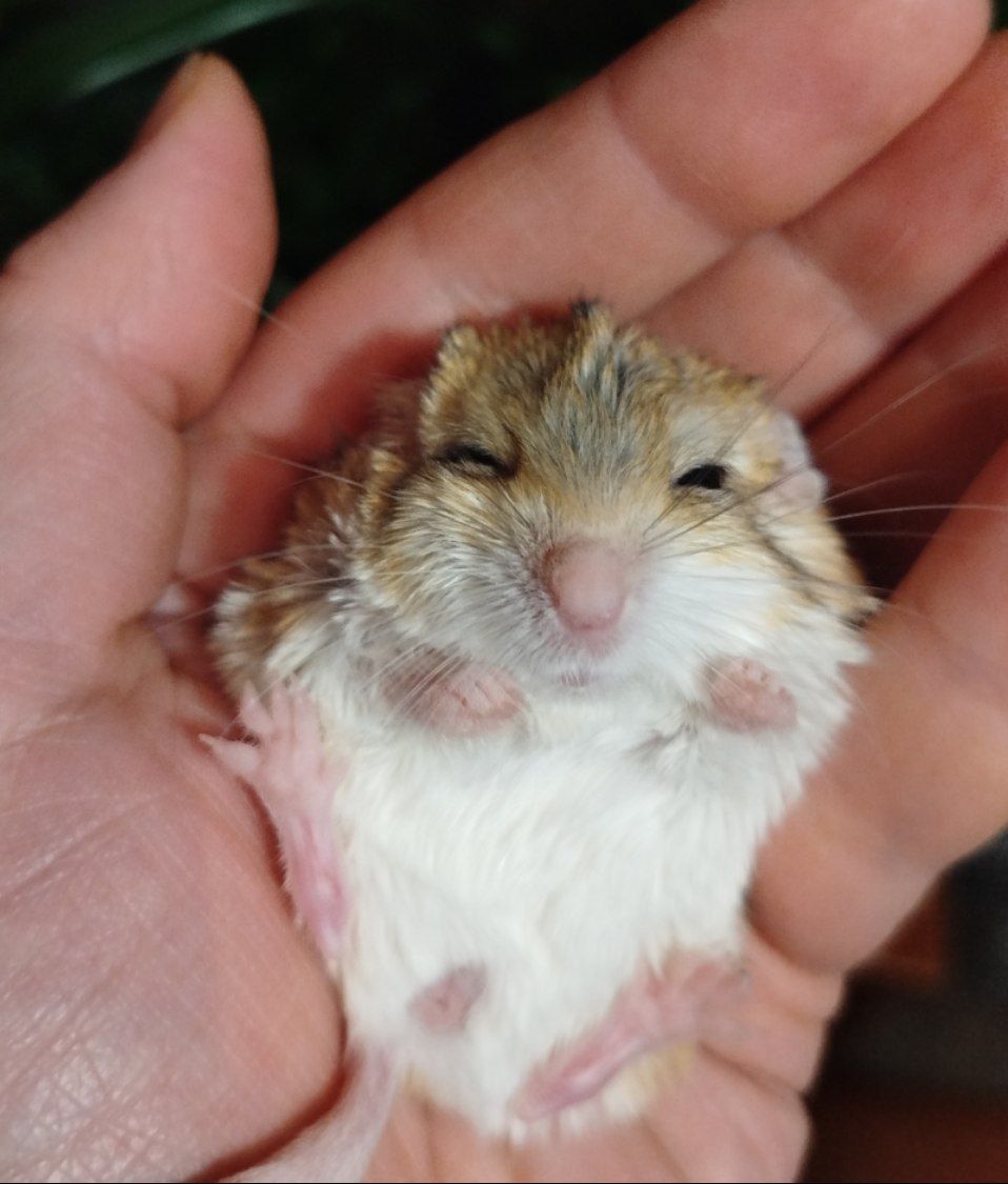 Жирнохвостая песчанка. Жирнохвостка