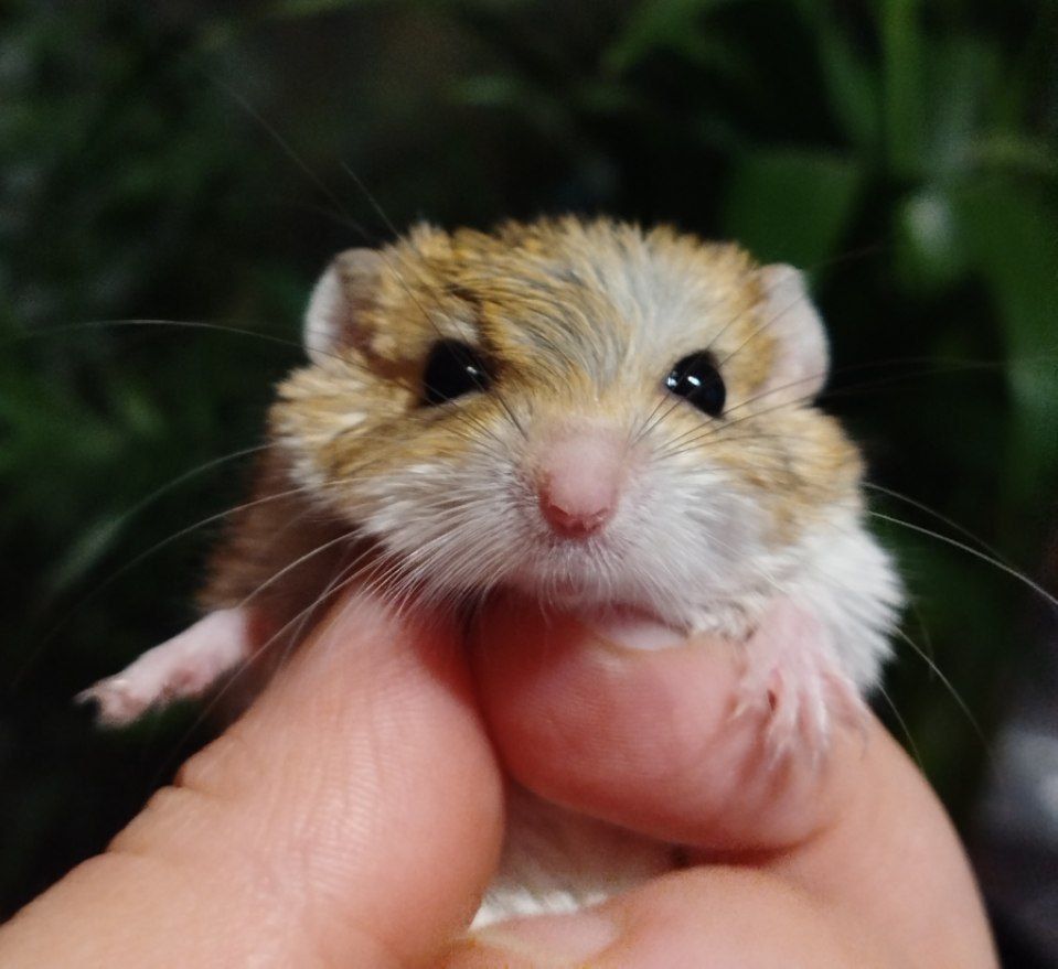 Жирнохвостая песчанка. Жирнохвостка