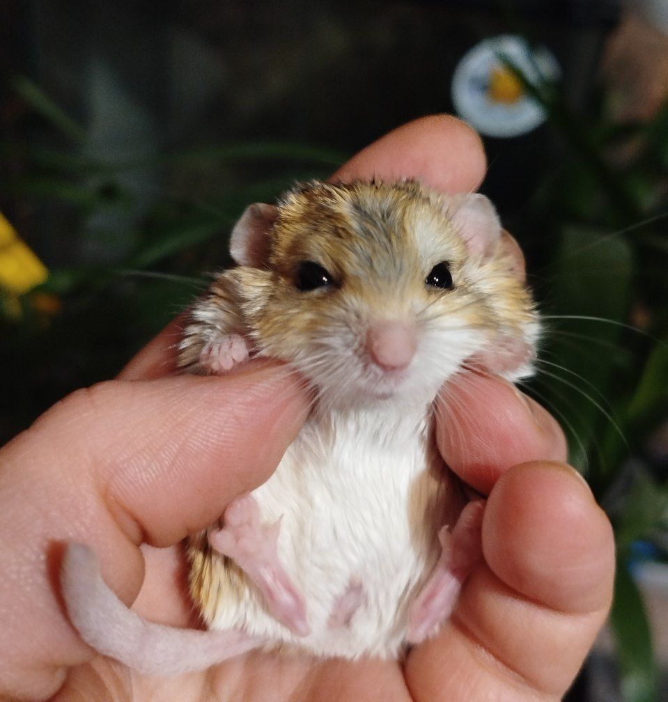 Жирнохвостая песчанка. Жирнохвостка