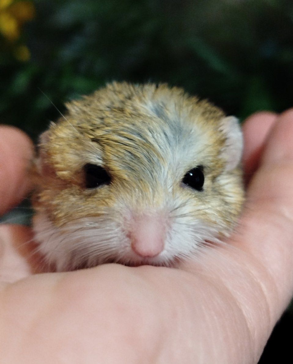 Жирнохвостая песчанка. Жирнохвостка