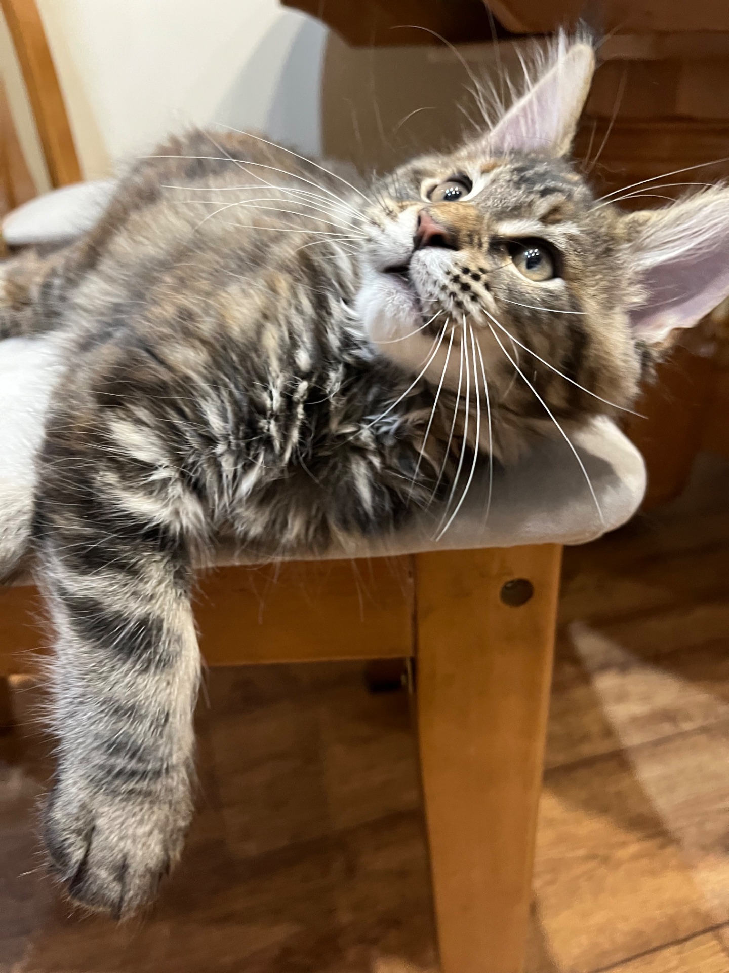 Кошеня Мейн-кун дівчинка