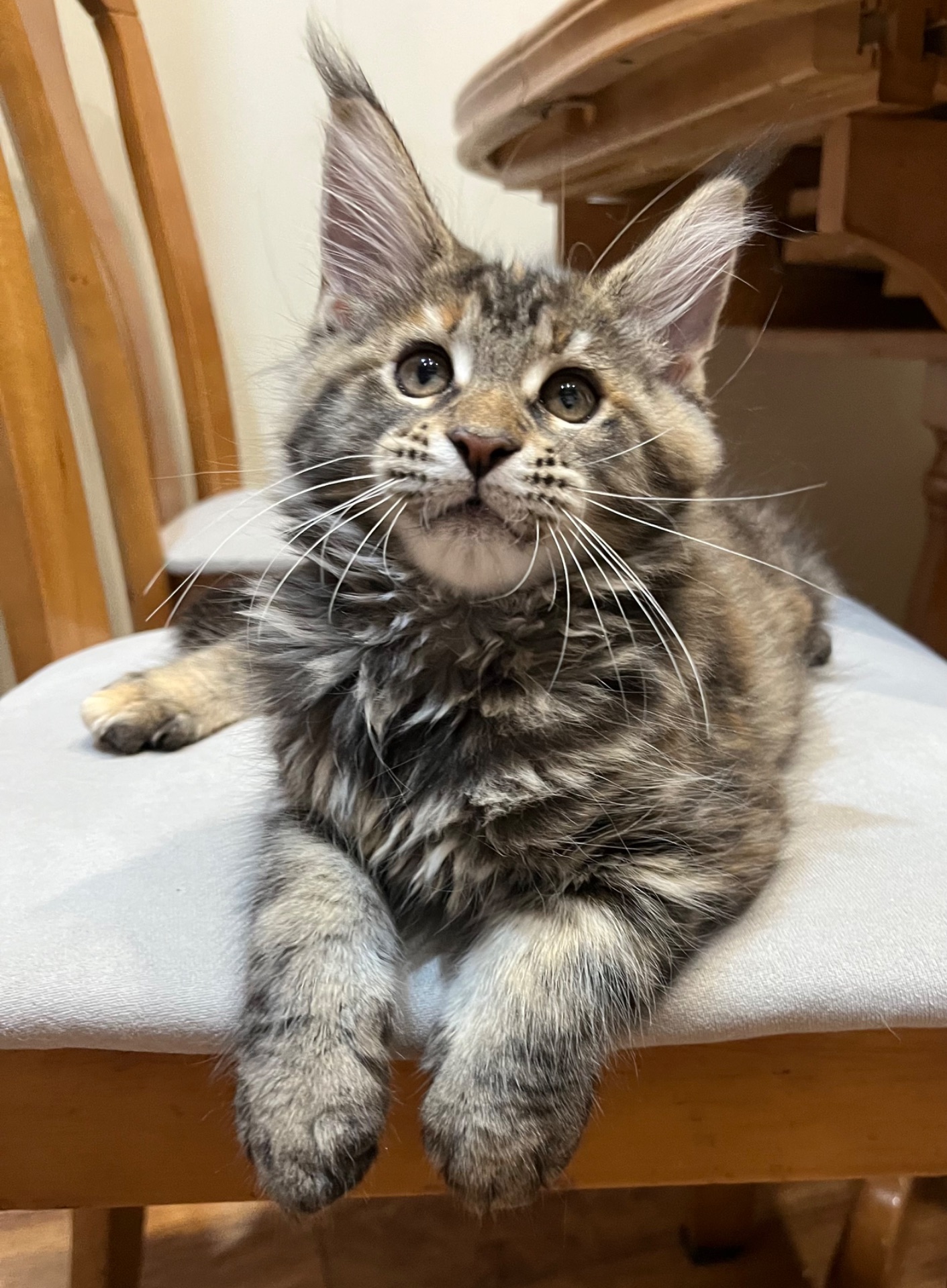 Кошеня Мейн-кун дівчинка