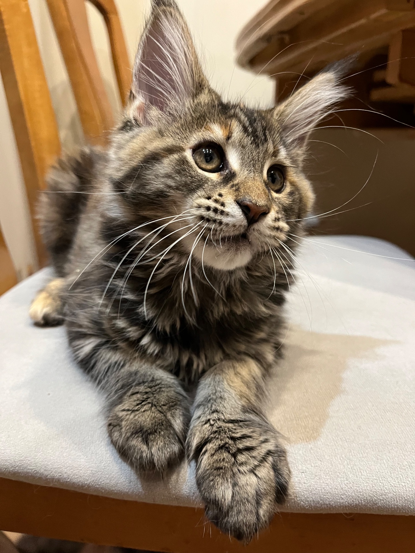 Кошеня Мейн-кун дівчинка