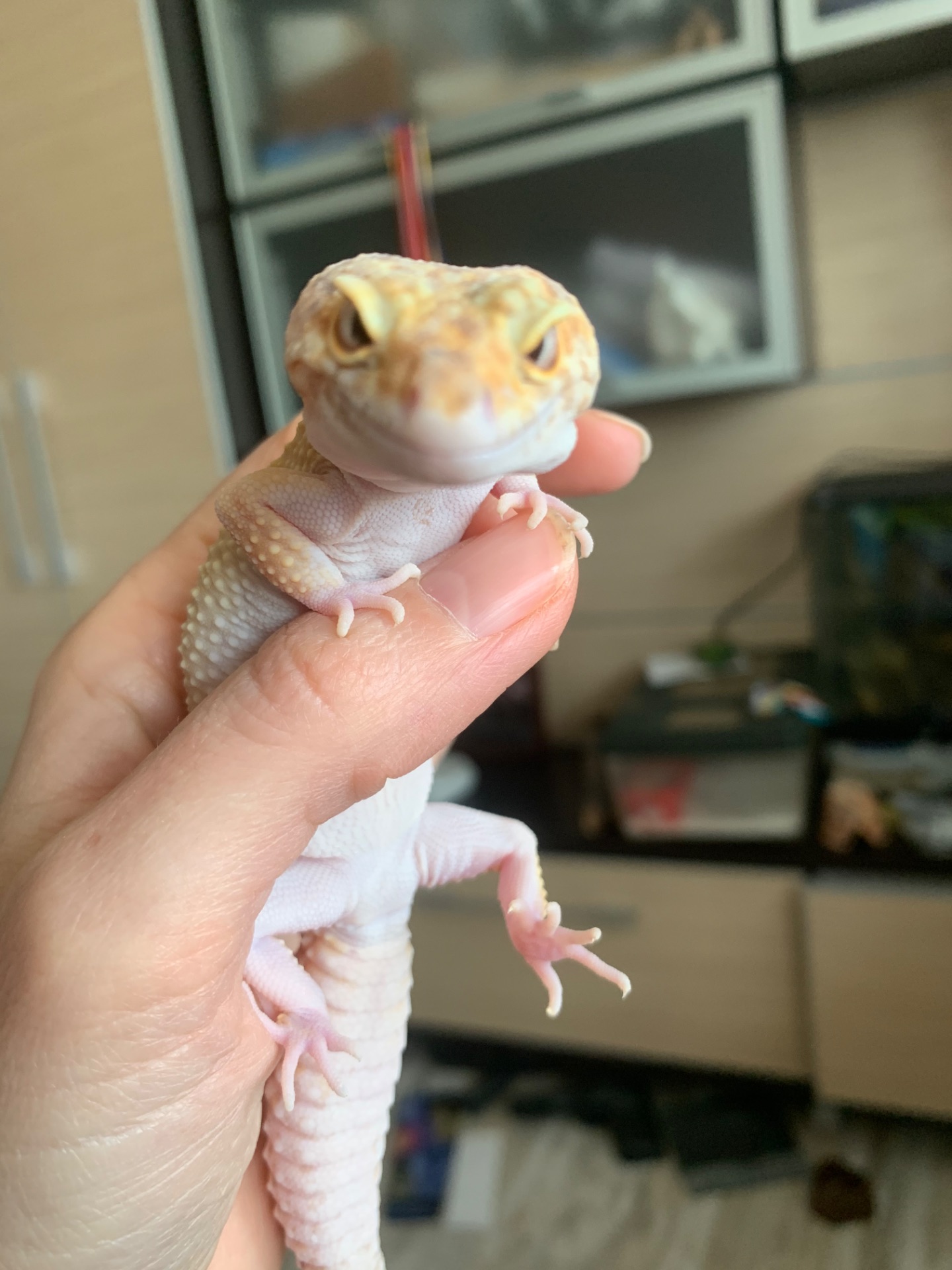 Продам эублефара