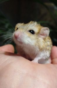 Жирнохвостая песчанка. Жирнохвостка