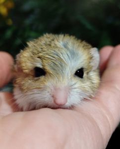 Жирнохвостая песчанка. Жирнохвостка