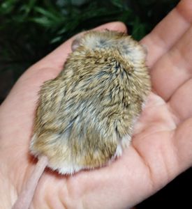 Жирнохвостая песчанка. Жирнохвостка