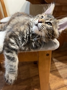 Кошеня Мейн-кун дівчинка