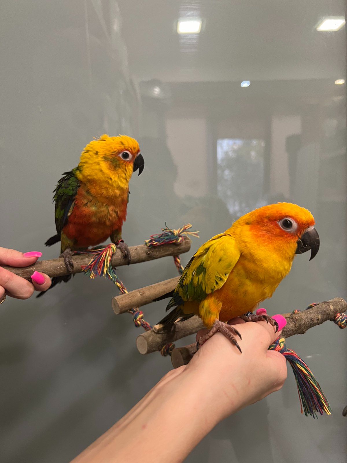 Говорящий попугай, ручной попугай, попугай аратинга выкормышь