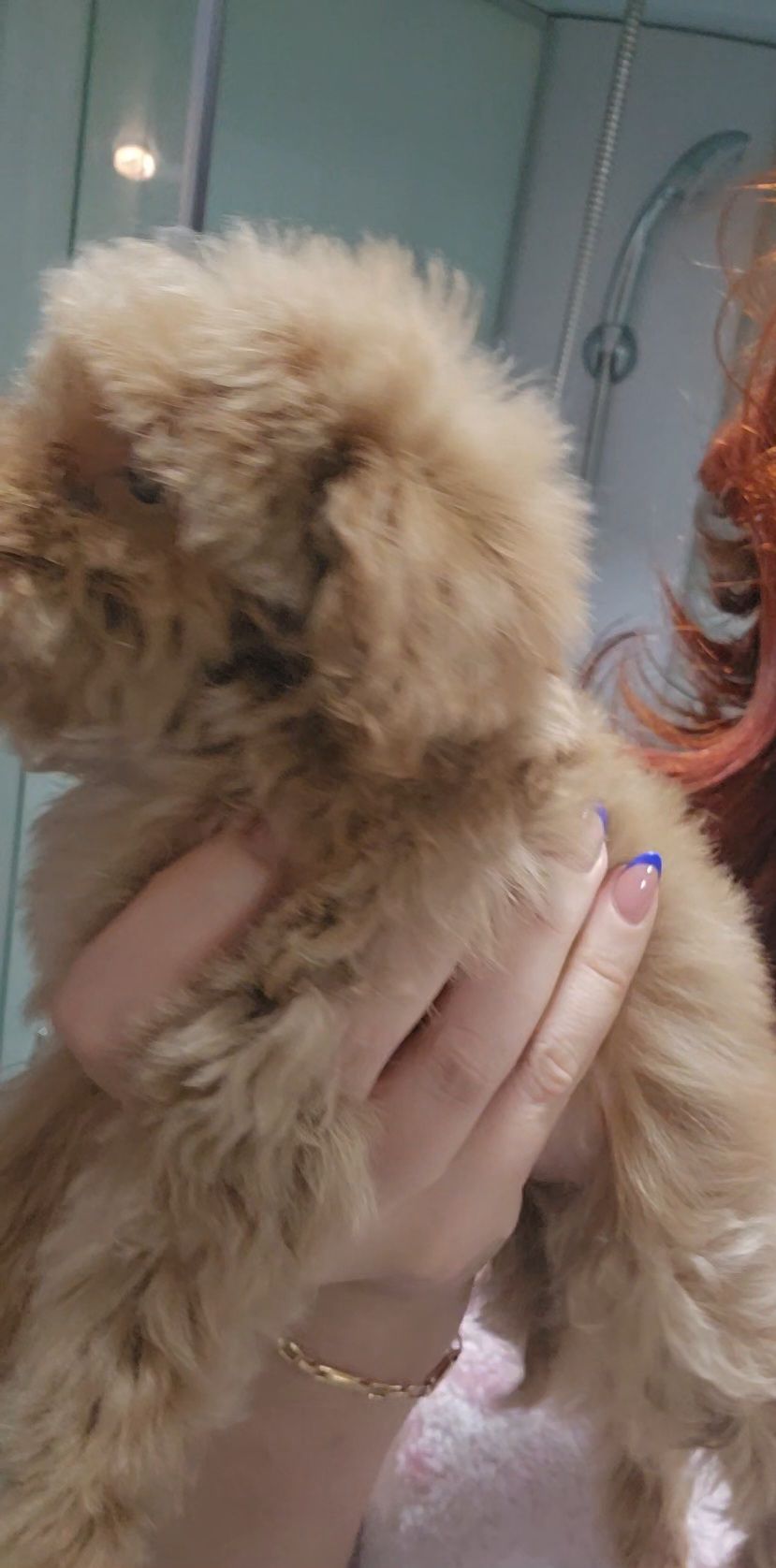 Крихітна дівчинка мальтипу