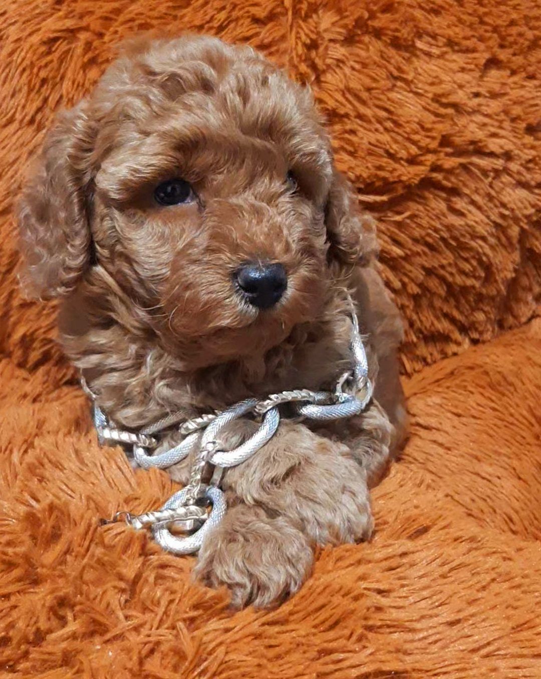 Червоний красунчик!