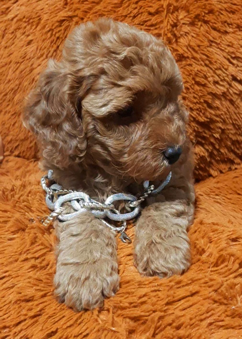 Червоний красунчик!