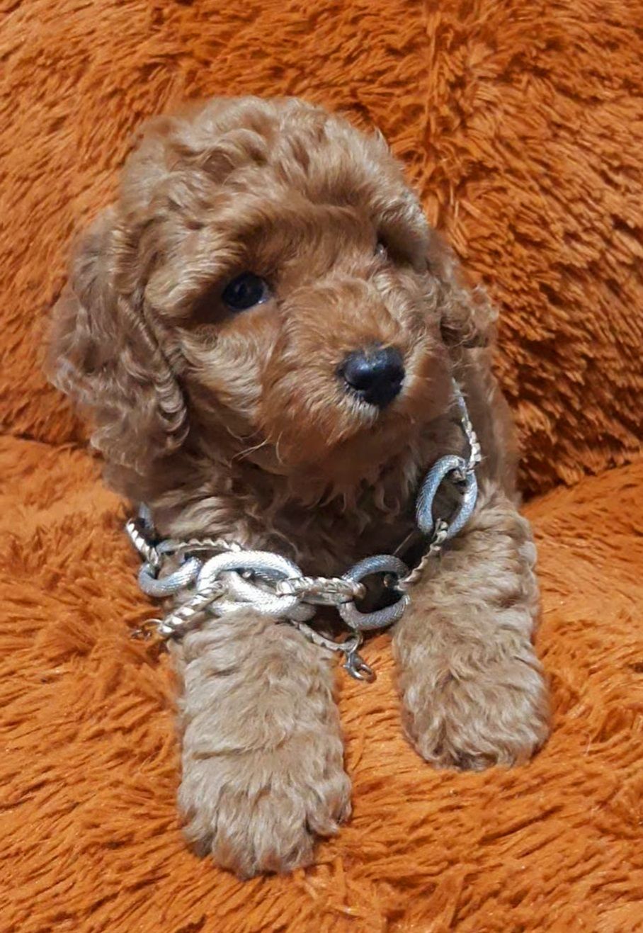 Червоний красунчик!