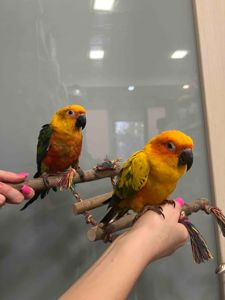 Говорящий попугай, ручной попугай, попугай аратинга выкормышь