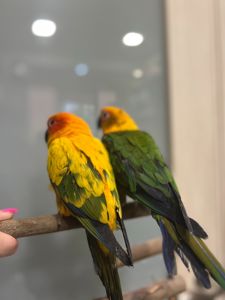 Говорящий попугай, ручной попугай, попугай аратинга выкормышь
