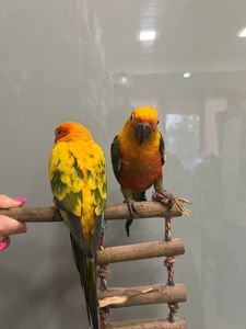Говорящий попугай, ручной попугай, попугай аратинга выкормышь