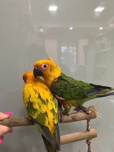Говорящий попугай, ручной попугай, попугай аратинга выкормышь