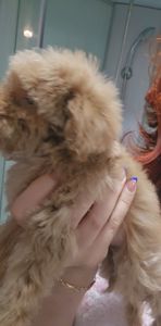 Крихітна дівчинка мальтипу