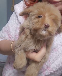 Крихітна дівчинка мальтипу