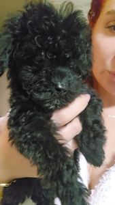 Хлопчик міні чорний