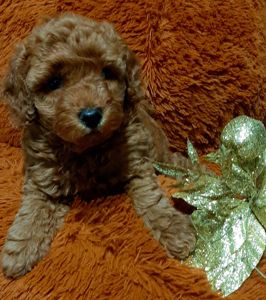 Чарiвний красень!