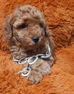 Червоний красунчик!