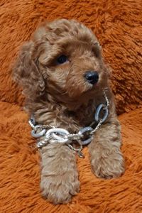 Червоний красунчик!