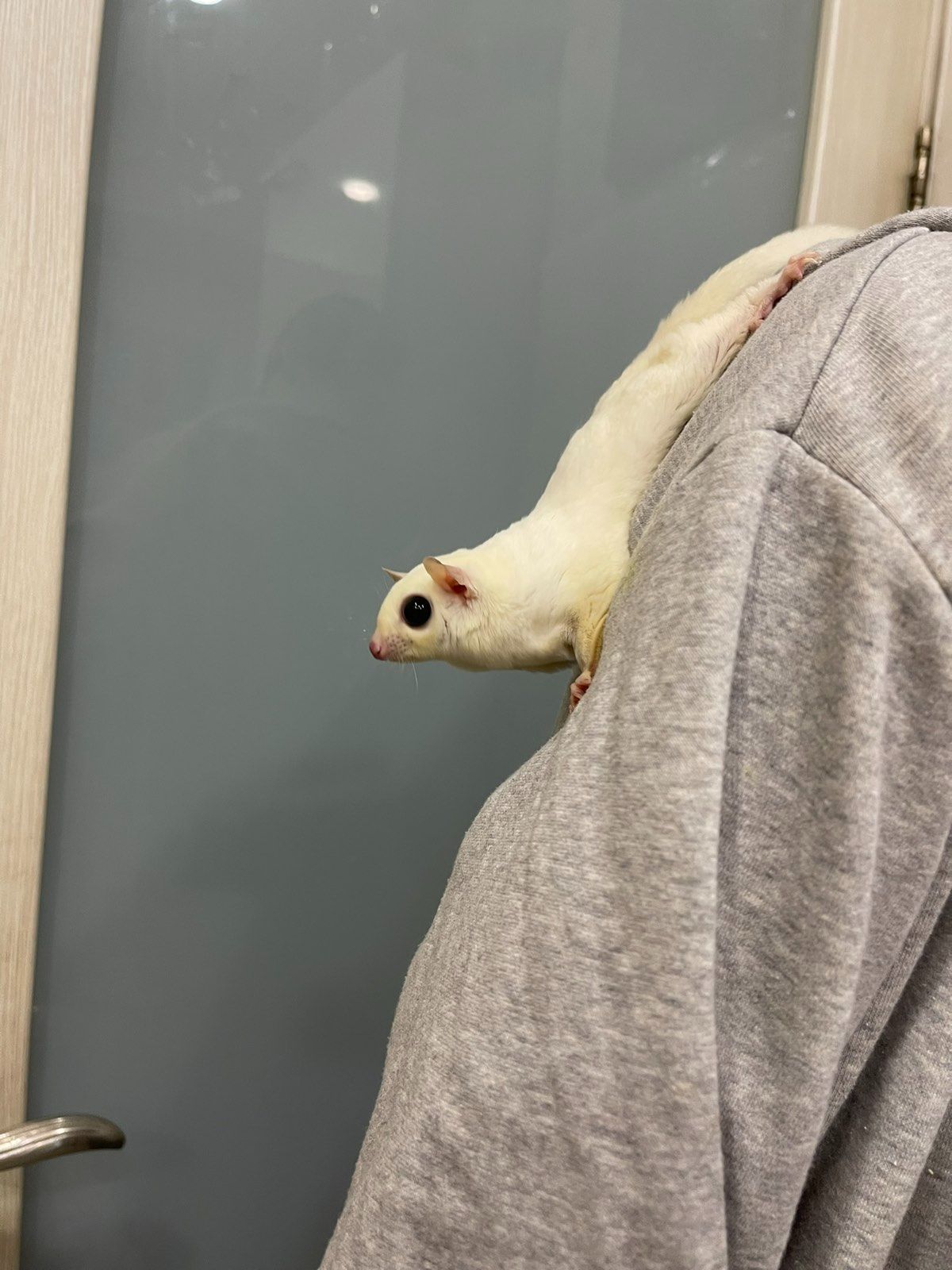 Білосніжний цукровий посум, белый сахарный посум