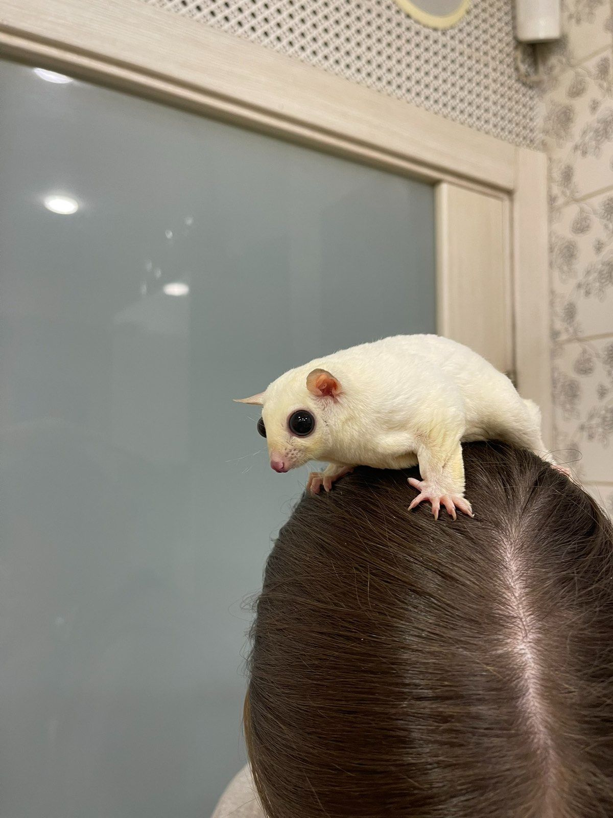 Білосніжний цукровий посум, белый сахарный посум