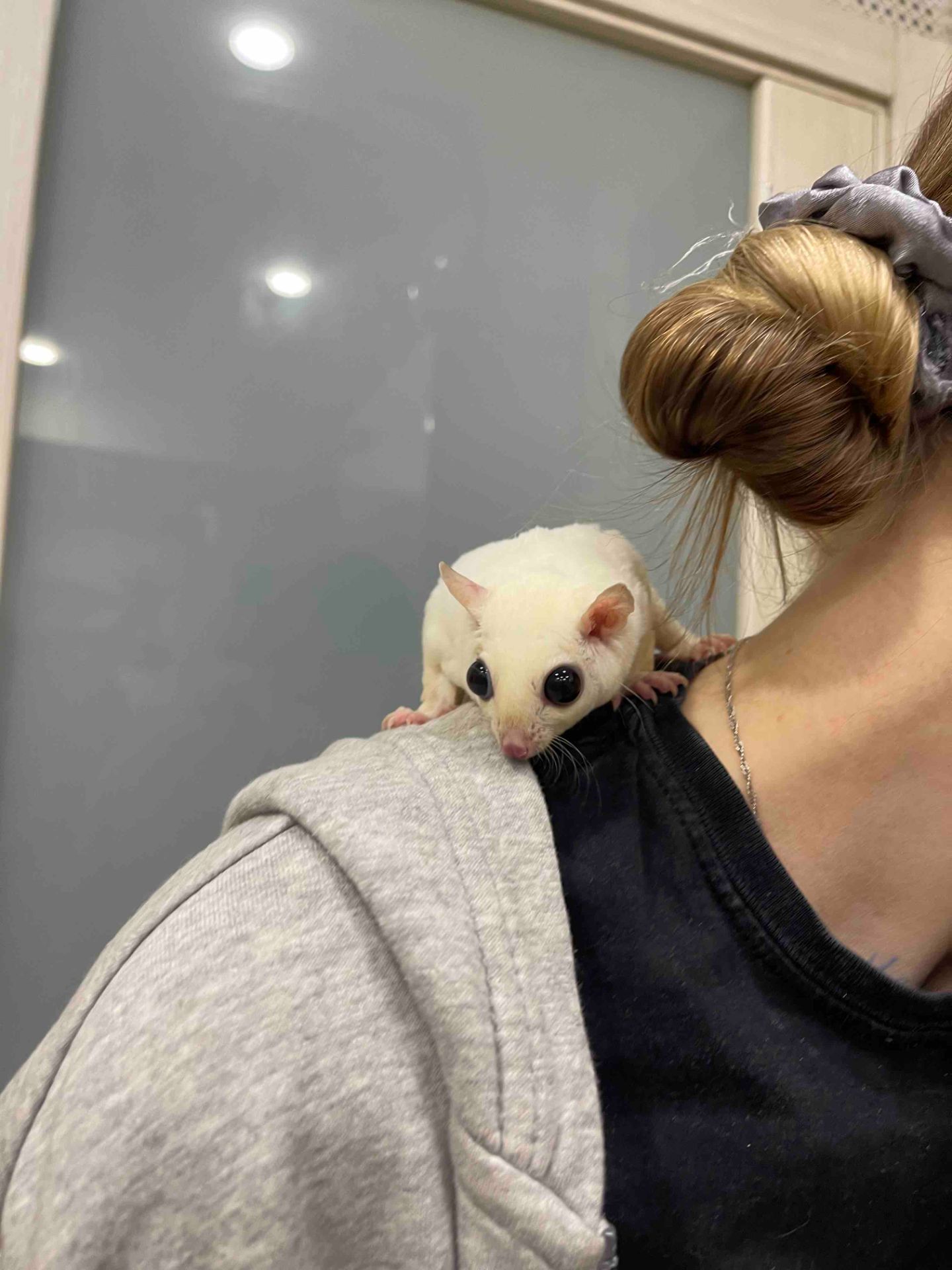 Білосніжний цукровий посум, белый сахарный посум