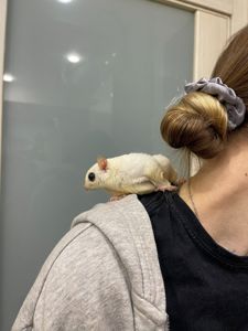 Білосніжний цукровий посум, белый сахарный посум