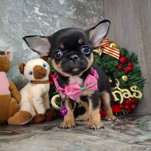 Щенки чихуахуа