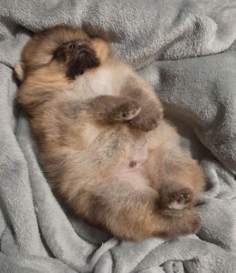 Мiнi хлопчик-ведмедик!