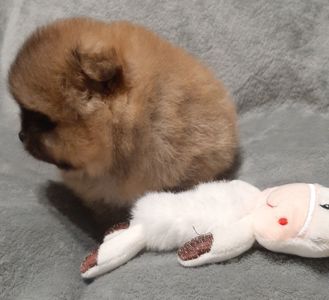 Неймовiрний VIP малюк!