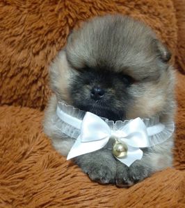 Мiнi хлопчик-ведмедик!