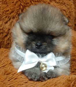 Мiнi хлопчик-ведмедик!