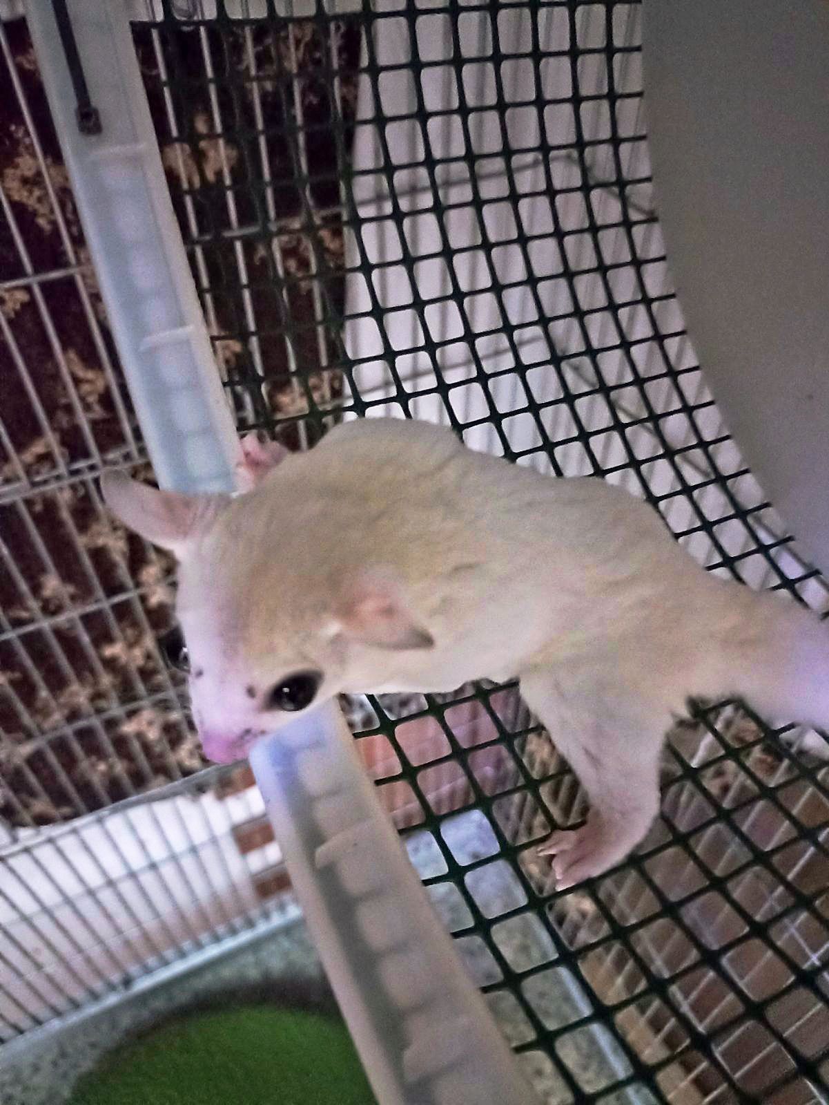 Цукровй поссум Білосніжний хлопчик