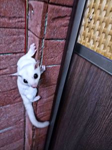 Цукровй поссум Білосніжний хлопчик