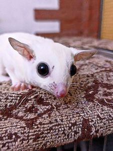 Цукровй поссум Білосніжний хлопчик