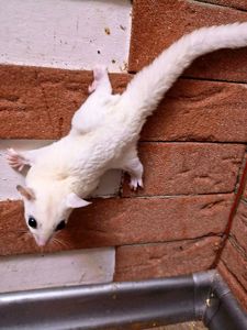 Цукровй поссум Білосніжний хлопчик