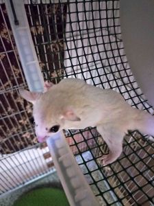 Цукровй поссум Білосніжний хлопчик