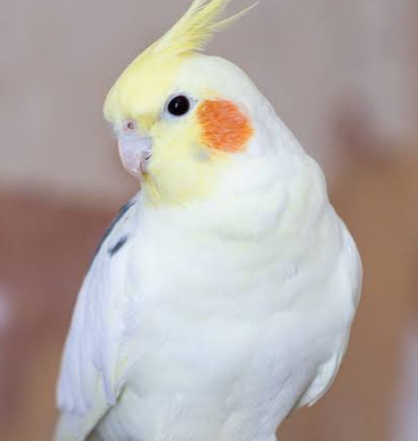 Красивые молодые корелла