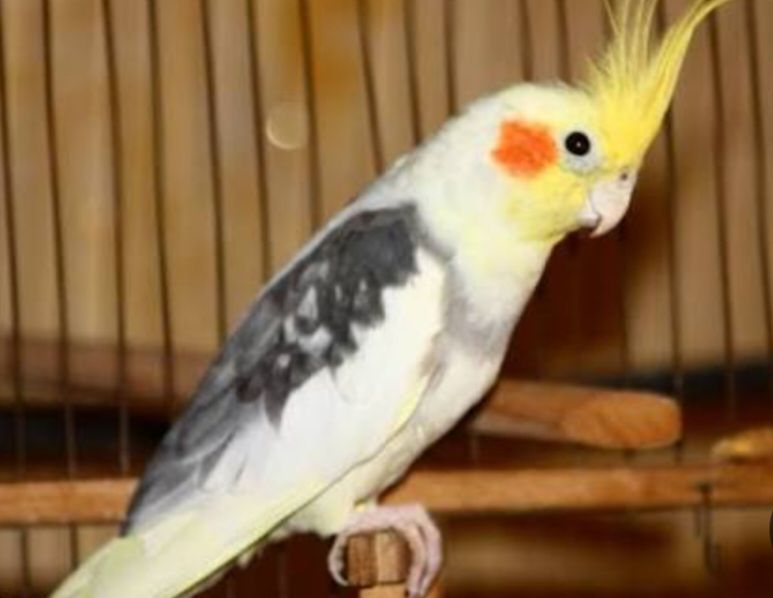 Красивые молодые корелла